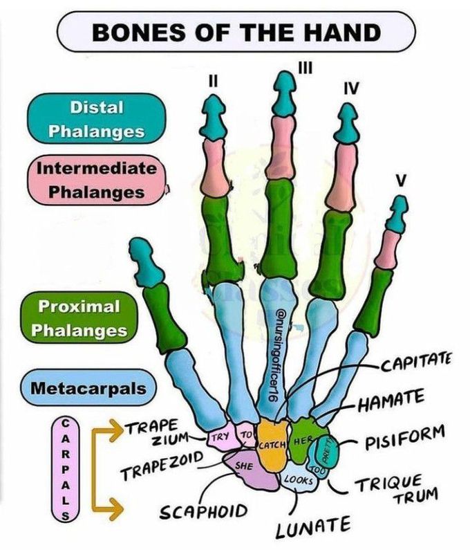 Bones of the hand