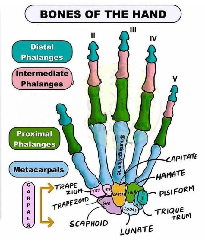 Bones of the hand - MEDizzy