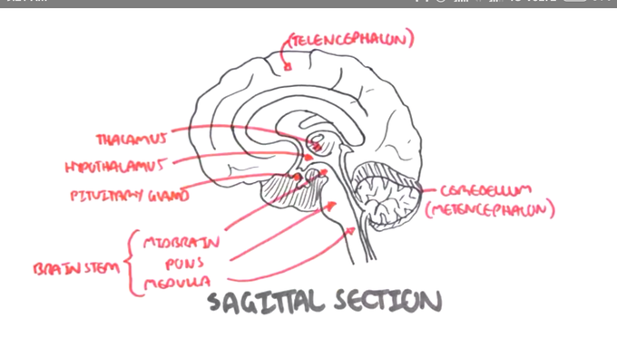 Well labelled diagram