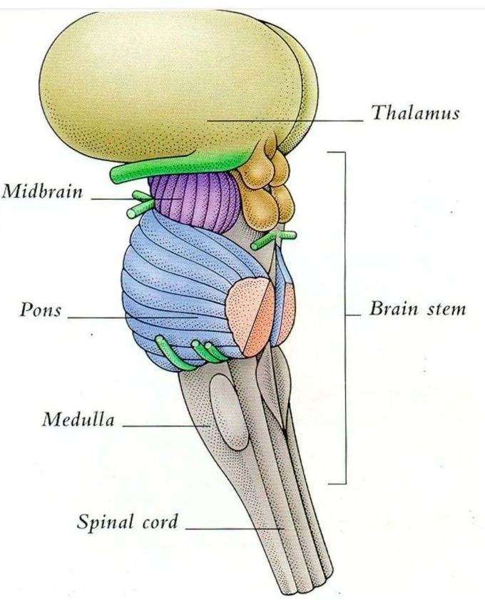 Which Is A Structure Of The Brainstem