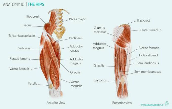 Anatomy of Hip