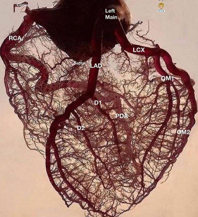 The coronary tree