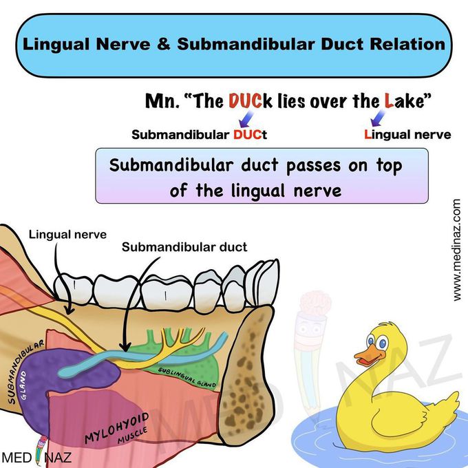 Lingual and submandibular nerve