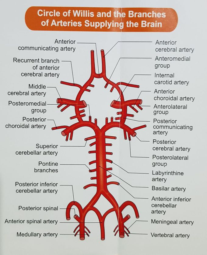 Arterial supply of brain