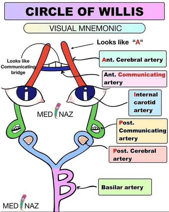 Circle of Willis