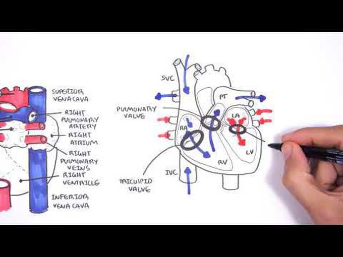Cardiovascular system: Introduction