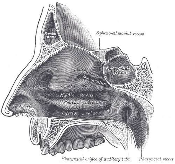 Nasal meatus