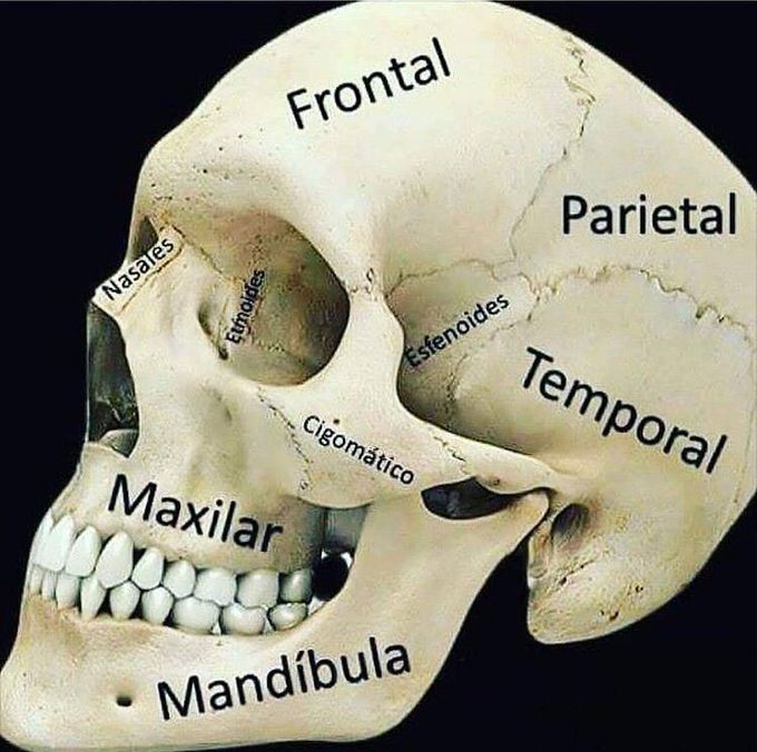 Osteology of Skull