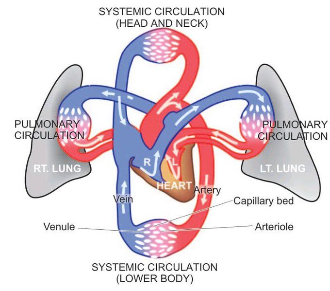 Blood flow