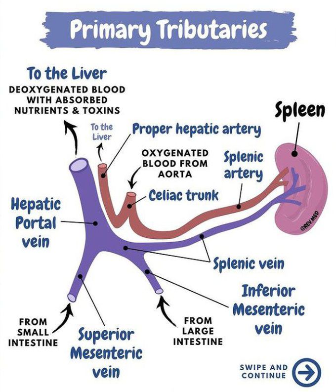 Hepatic portal vein- Tributaries