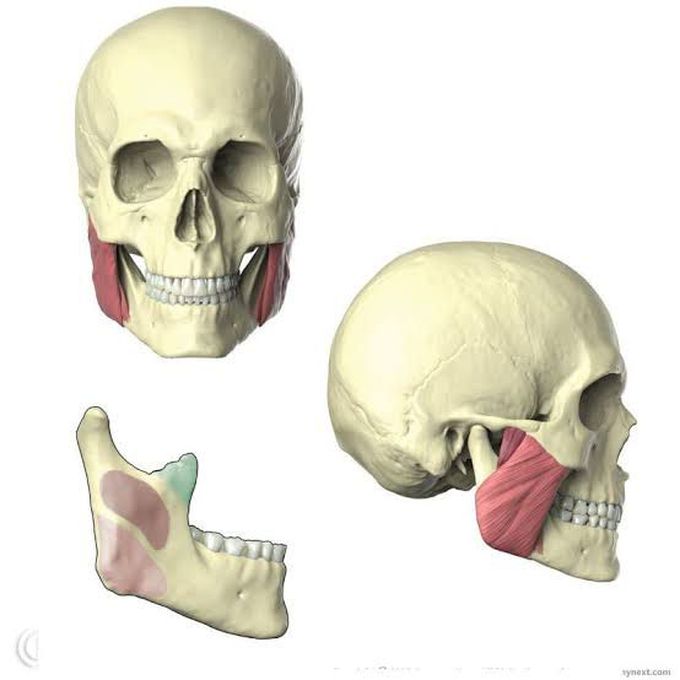 Function, Origin and insertion of masseter