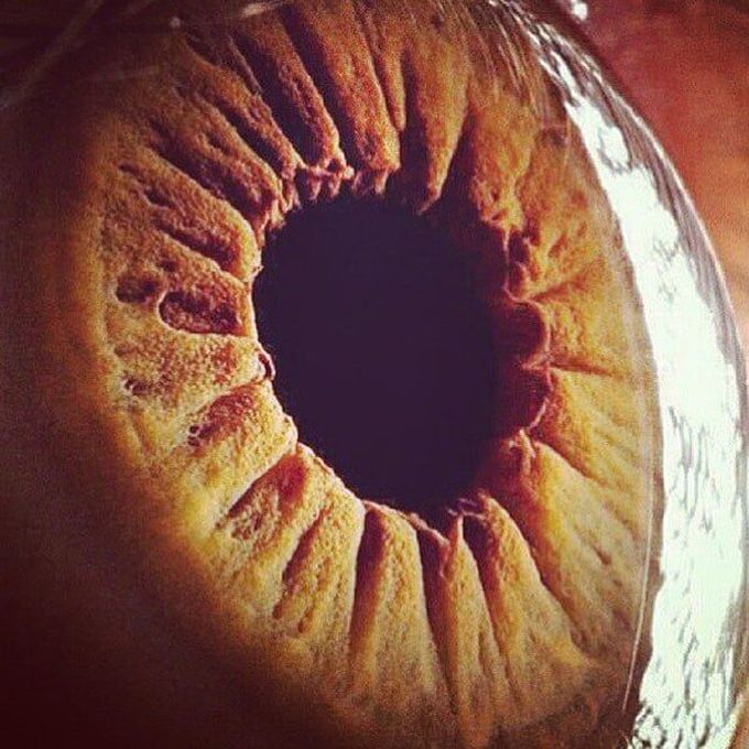 Eyess