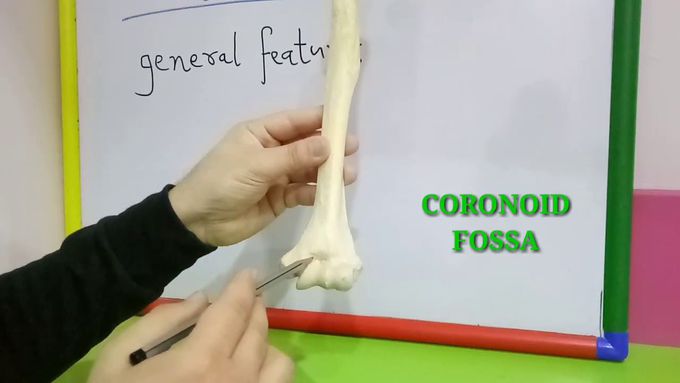 HUMERUS - GENERAL FEATURES BY DR MITESH DAVE
