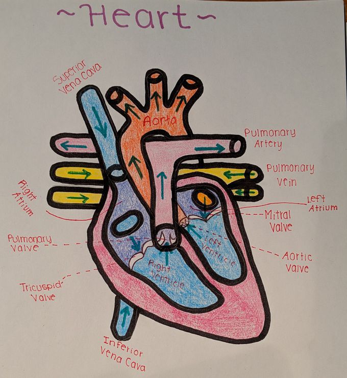 heart anatomy - MEDizzy