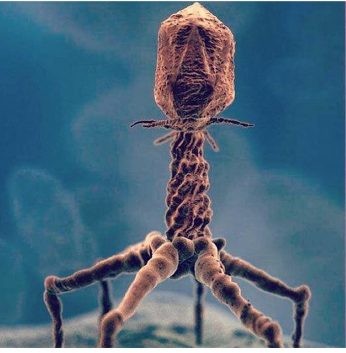 T4 bacteriophage