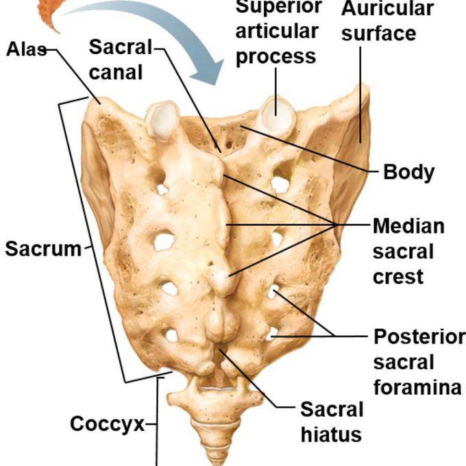 SACRUM