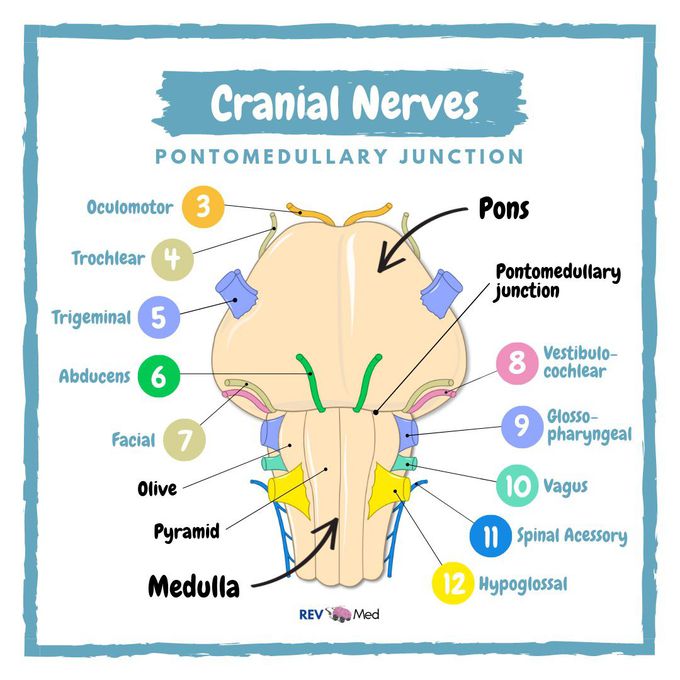 Cranial Nerves - Brainstem