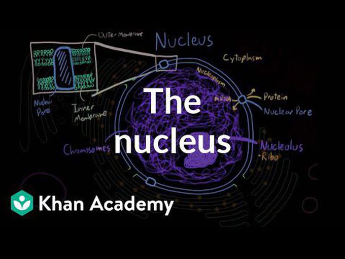 Introduction to Nucleus