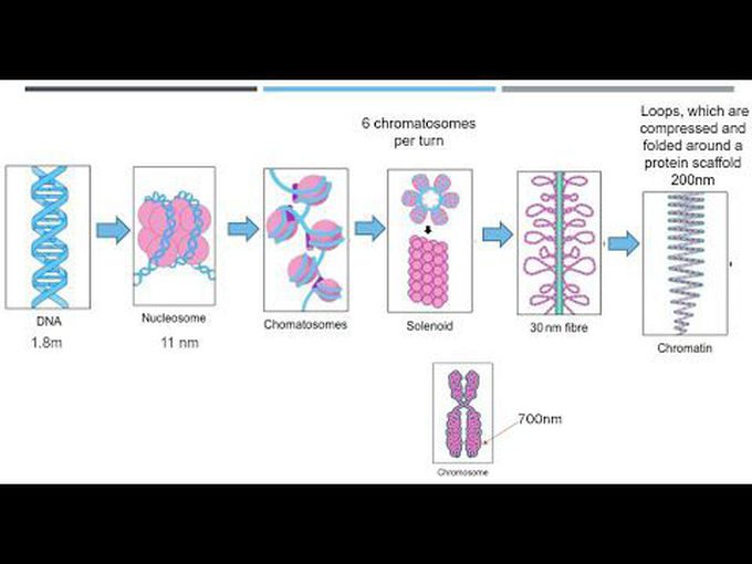 Organization of DNA