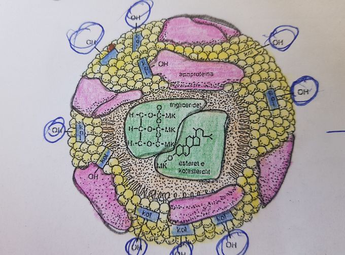 Lipoprotein