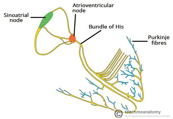 Heart conduction