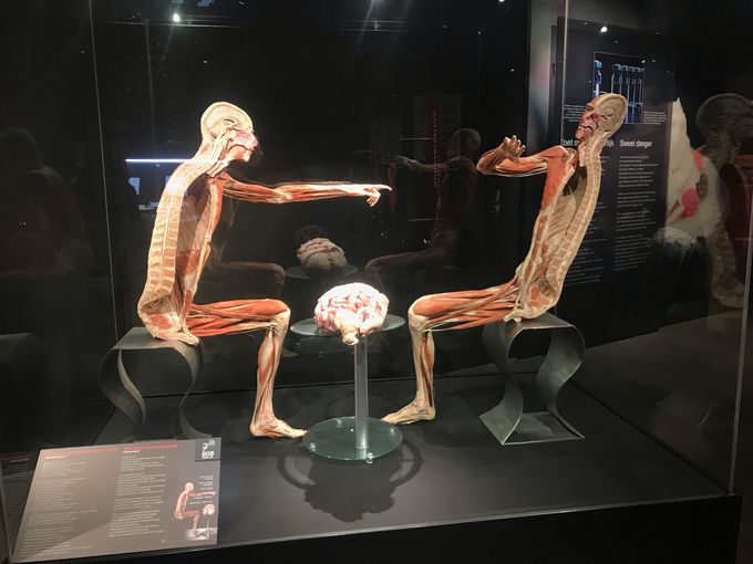 Body Worlds