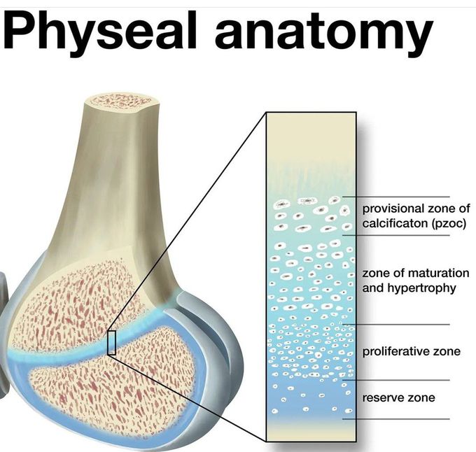 Physical Anatomy