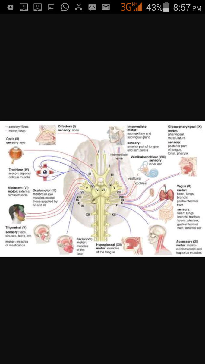 Summary of nerves