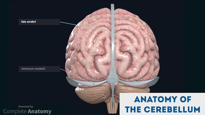 Gross Appearance of Cerebellum: A 3D Tutorial