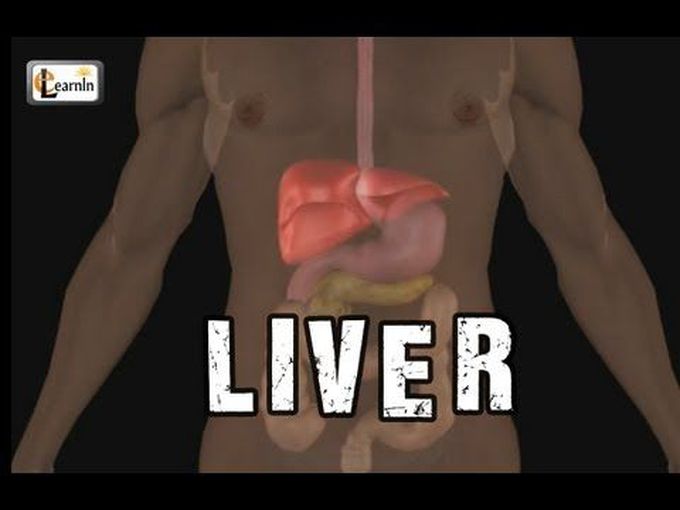 3D Model of Liver
