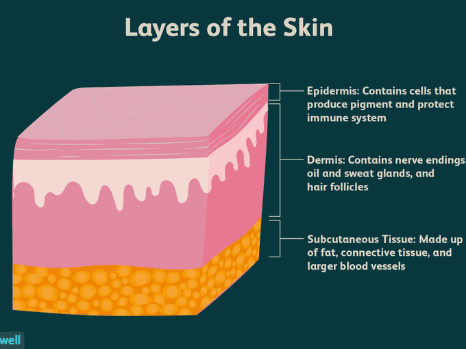 Layers of the Skin