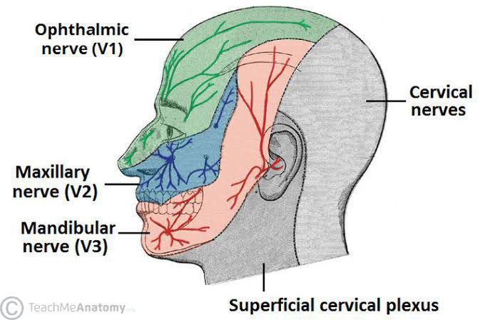 Trigeminal nerve branches