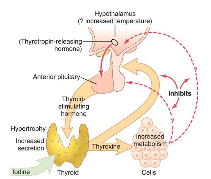 Regulation of thyroid secretion