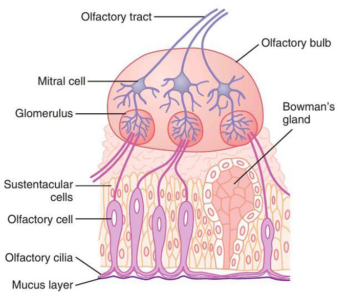 Olfactory organisation