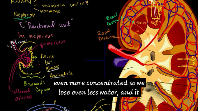 #Nephron