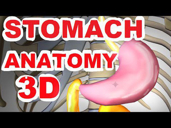 3D model of Stomach