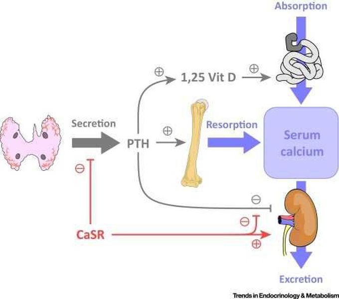 PTH&Calcium Metabolism