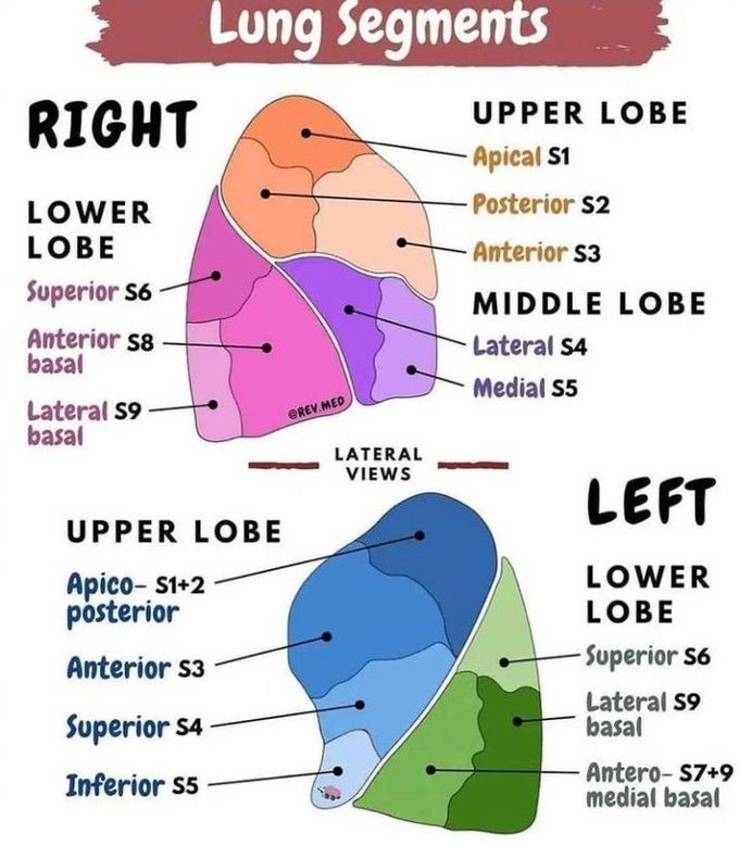 Lung segments