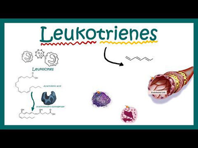 Bodies effective leukotrienes and their role