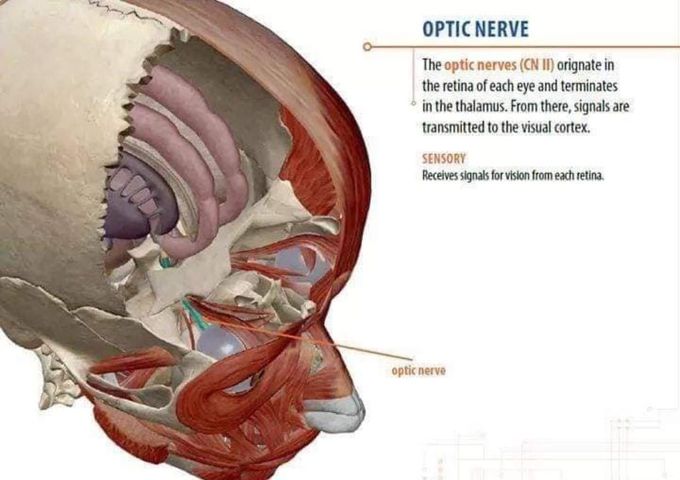 Optic Nerve