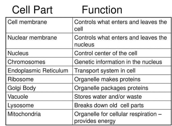 Parts of cells with their functions - MEDizzy