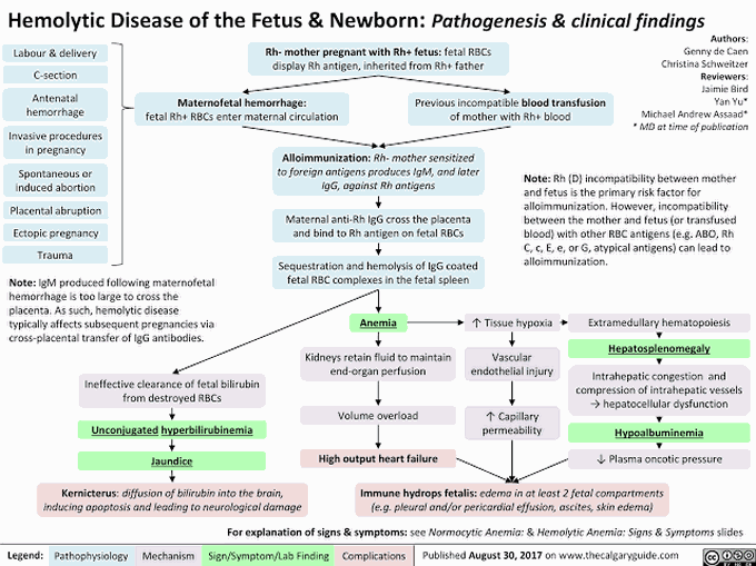 Fetal hemolytic disease pathogenesis and clinical findings