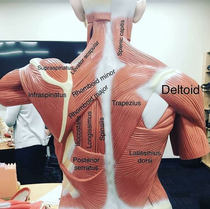 Anatomy