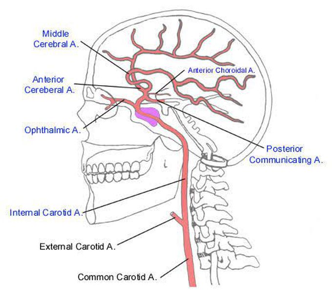 Branches of internal carotid