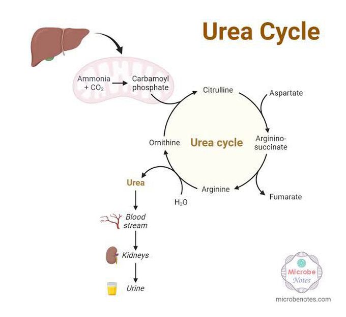 Urea Cycle