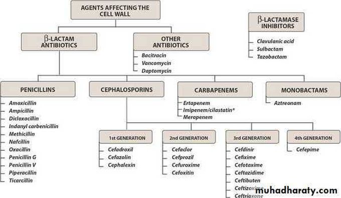 Cell Wall Synthesis Inhibitors