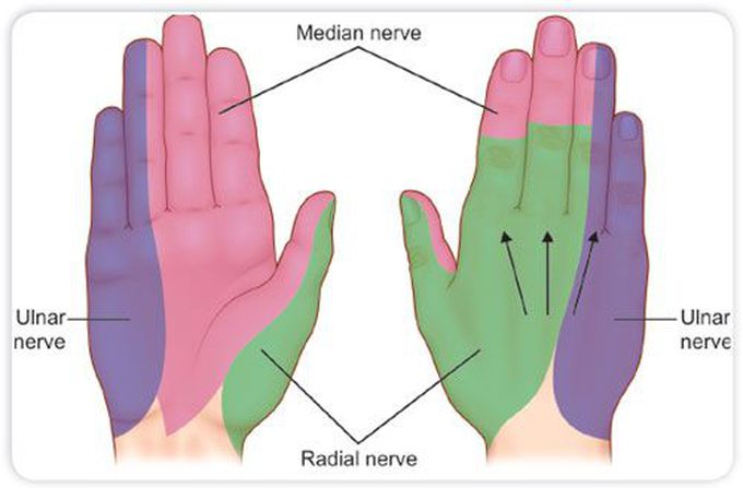 This is how nerve supply of nail looks like!