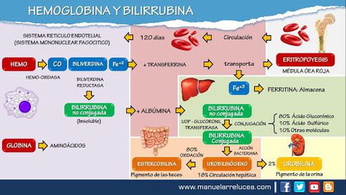 Metabolismo hemoglobina y birrilubina