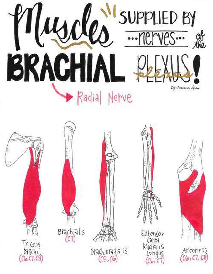 Radial Nerve supply