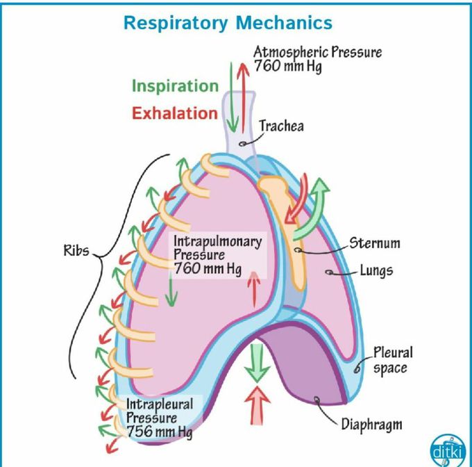 Respiratory mechanism